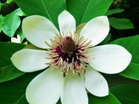 Magnolia obovata šácholan obvejčitý