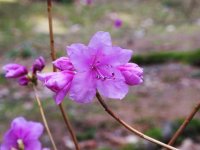 Rhododendron mucronulatum (pěnišník špičatolistý) Čína, Mongolsko, Sibiř, Korea, Japonsko