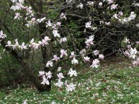 Magnolia ×soulangiana 'Alba Superba'  (šácholan Soulangeův) okrasný kultivar
