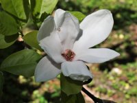 Magnolia ×soulangiana 'Alba Superba' (šácholan Soulangeův)