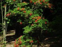 Rhododendron × gandavense ‘Sang de Gentbrugge‘ (pěnišník)