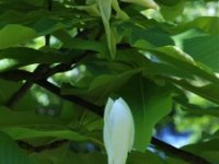 Magnolia tripetala (šácholan tříplátečný) vých. a jihových. část USA